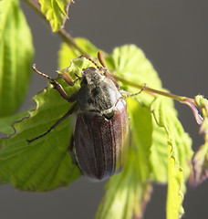 Image showing may beetle in green foliage