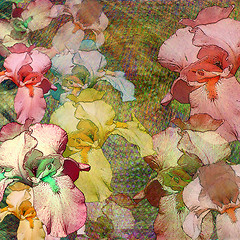 Image showing iris, floral background