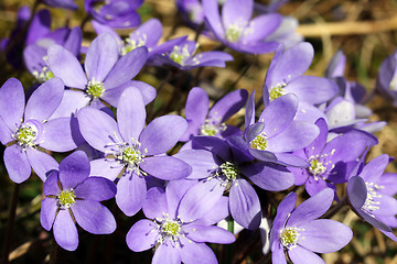 Image showing Hepatica Nobilis Flowers at Spring