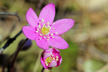 Image showing Red Hepatica or Noble Liverwort Flowers