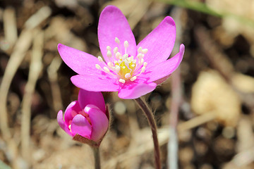 Image showing Red Hepatica or Noble Liverwort Flowers