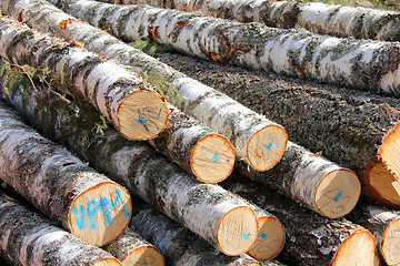 Image showing Birch Logs Detail