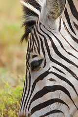 Image showing zebra close up eye and ear