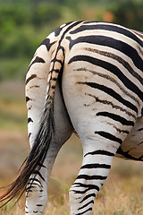 Image showing zebra backside