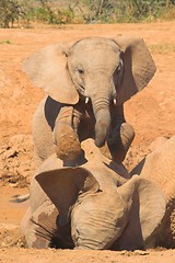 Image showing young elephant dominance
