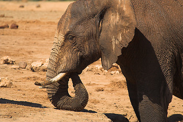 Image showing ellie resting trunk