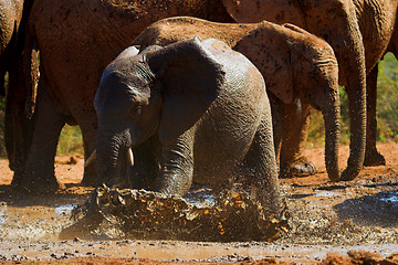 Image showing baby elephant playing