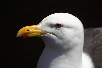 Image showing sea gull close up