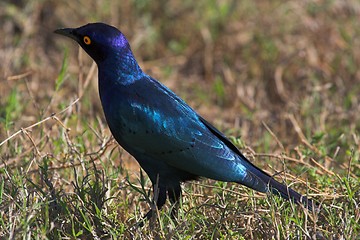 Image showing blue sterling in grass