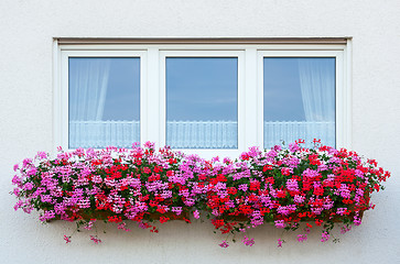 Image showing Flower Window