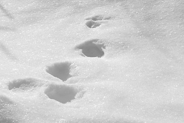 Image showing Tracks on snow