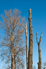 Image showing Trees on background of the sky.