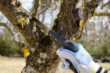 Image showing hand cut trim fruit tree branch hand saw spring 