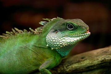 Image showing Iguana