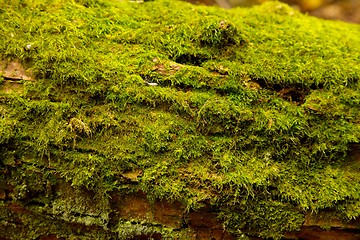 Image showing Moss