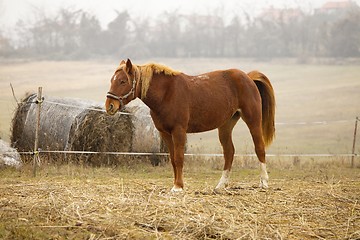 Image showing Horse