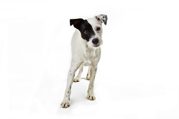 Image showing Parson Jack Russell 