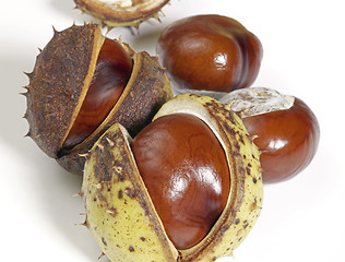 Image showing horse chestnuts