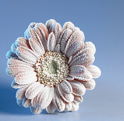 Image showing iced gerbera flower