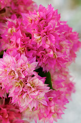 Image showing Bougainvillea Thai Gold