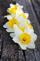 Image showing Daffodils