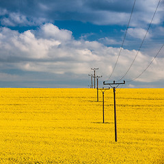 Image showing Rape field and blue sky