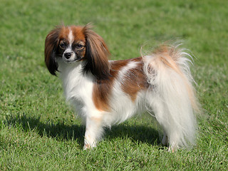 Image showing Phalene young dog