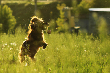 Image showing Dog catching ball