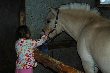 Image showing Fjordhorse at Langedrag