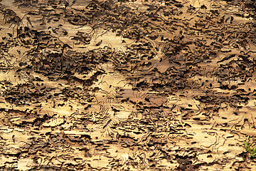 Image showing abstract background with bark beetle traces