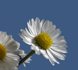 Image showing daisy closeup in blue back