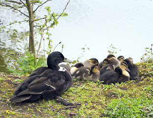 Image showing Chicks