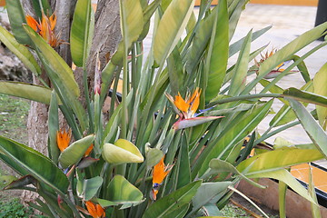 Image showing Strelitzia