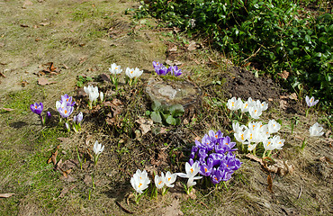 Image showing colorful saffron crocus flowers tree stump spring 