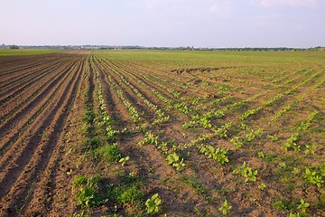 Image showing Field