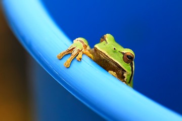 Image showing Frog