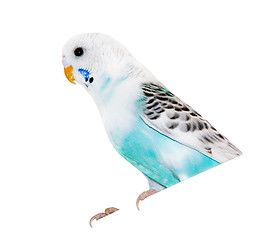 Image showing wavy parrot