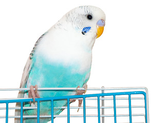 Image showing wavy parrot