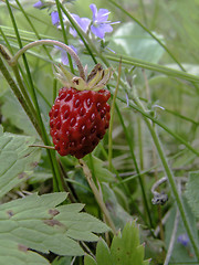 Image showing wild strawberry