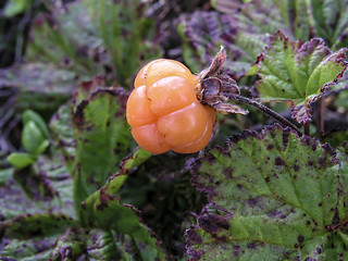 Image showing Cloudberry 