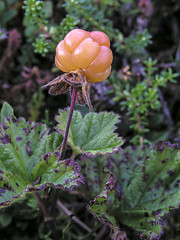 Image showing Cloudberry