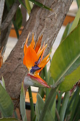 Image showing Strelitzia