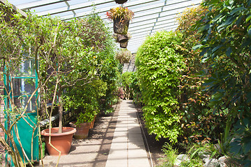 Image showing Greenhouse interior