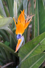 Image showing Strelitzia