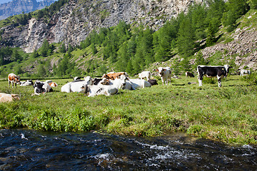 Image showing Cows and Italian Alps