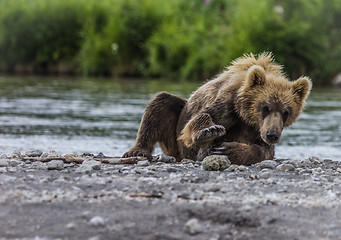 Image showing bear cub