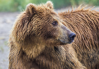 Image showing The brown bear fishes