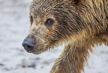 Image showing bear cub