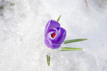 Image showing saffron crocus blue spring bloom closeup in snow 