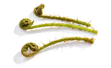 Image showing Unfolding ferns